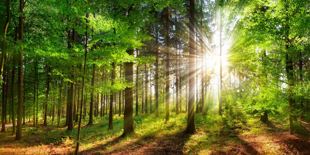Het grote belang van de natuurontwikkeling in Nederland