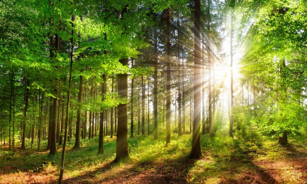 Het grote belang van de natuurontwikkeling in Nederland