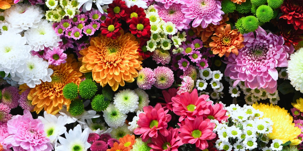 Waar koop je bloemen, planten en andere interieurdecoratie voor je appartement?