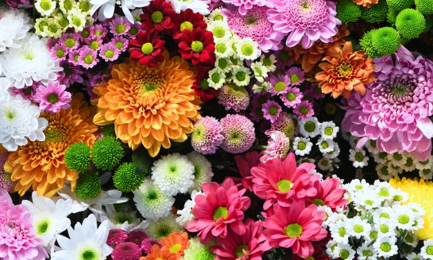 Waar koop je bloemen, planten en andere interieurdecoratie voor je appartement?